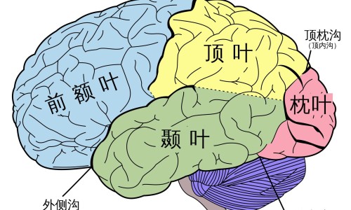人参多糖片-人参多糖注射药多少钱专区_人参多糖的作用专区_人参多糖注射副作用网